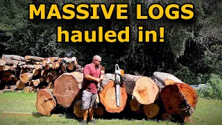 MASSIVE logs with the Stihl MS462 and Iron Bull Norstar dump trailer! #821