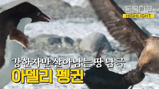 [ENG CC] 새끼를 필사적으로 지키려 하는 아델리 펭귄. 과연 아기 펭귄의 운명은? | KBS 대기획 23.5 | KBS200312 방송