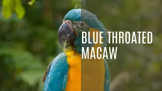 Blue Throated macaw  (Ara Glaucogularis)