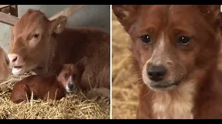 Perrito llora al separarse de la vaca que lo crió 🐕✅