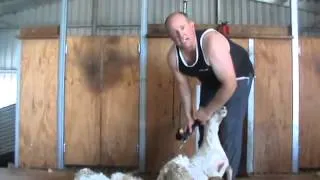 Shearing  How long should a comb and cutter last when shearing, steps to avoid blunt gear    YouTube