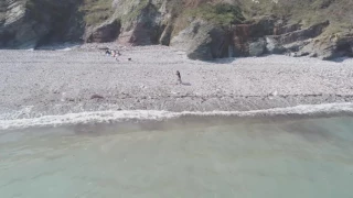 St Mary's Bay Brixham with a friendly seal