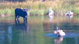 Bull following cow moose in water