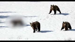 Grizzly Bear 399 & 4/3 Cubs-male cub 1057 is killed-Wildlife Photography-Jackson/Tetons/Yellowstone