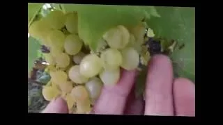Растрескивание ягод винограда.