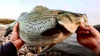 HUNGRY HUNGRY HYBRIDS!!! (Multi-Species Spillway Fishing!)