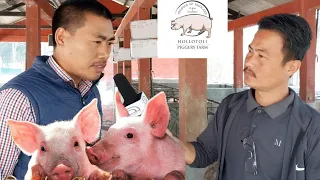 Demand of Pork in Nagaland | With Dr. Nakhro at Hollotoli Piggery Farm Niuland District #farming