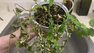 How to Save a Dying Plant