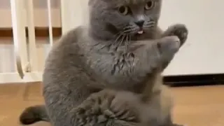 Cat.exe Stopped Working - Funny Cats Error Compilation 2020