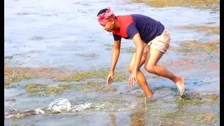 Best Hand Fish Catching - Amazing Boy Catching Big Catfish by Hand form Mud Water