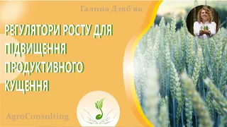 Пізні посіви озимої пшениці. Регулятори росту для підвищення продуктивного кущення