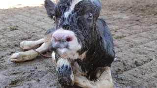 Shocking Animal Cruelty Exposed in Mexican Dairy Industry!