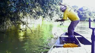 Pescaria de dourados na pinda no rio São Domingos, na isca viva.