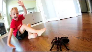 Dad Scares Son WITH A SPIDER!