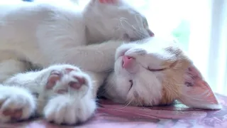 【Pet Soothing Music】Lazy Afternoon Suites: The Cat's Lullabies ｜Creating Peaceful Moments