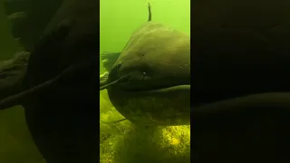 Catfish attack!
