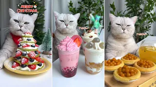 Cats Make Food 2022 "Chef Cat ChangAn" Tiktok Compilation # 14