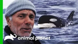 Are Orca Responsible For The Disappearance Of King Salmon? | Jeremy Wade's Dark Waters