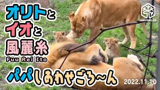 【旭山動物園】オリトぱぱ🦁モテモテ幸せゴロ〜ン🍀パパに興味津々フウ🐱レイ🐱イト🐱しっかり見守りイオまま🐱(11/10) [Asahiyama Zoo]  Lion, Orito's Family.