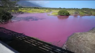 Bacteria turns water pink in Maui pond