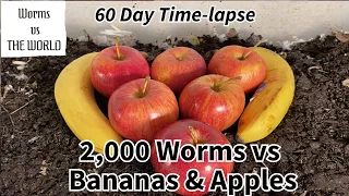 2,000 Red Wigglers eating BANANAS and APPLES | 60 day Time Lapse Fast Playback