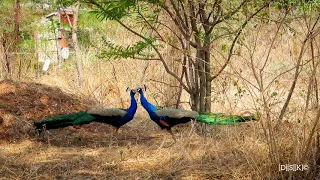 Indian peacock fight and flight