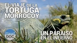 El Viaje de la Tortuga Morrocoy. Un Paraiso en el Infierno | Documental Completo - Planet Doc