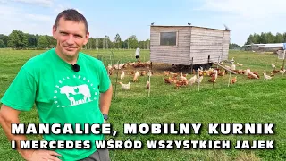 Mangalice, mobilny kurnik i mercedes wśród wszystkich jajek (Lubuskie Angusowo)