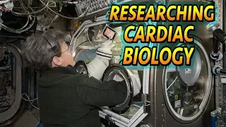 Cardiac Biology In Space