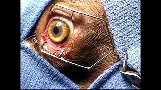 Cherry Eye Surgery Movie