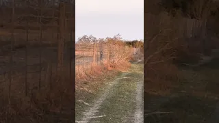 BIG South Texas Bull Nilgai dances then drops. #nilgai #texasantelope #whitetail #coyote