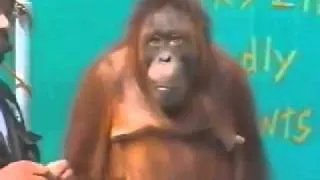 Orangutan Magic Show.flv