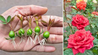 How to grow roses from rose calyx | Great idea for beginner