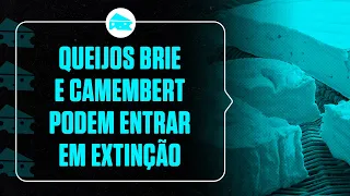 Os queijos brie e camembert podem entrar em extinção (ou quase isso)