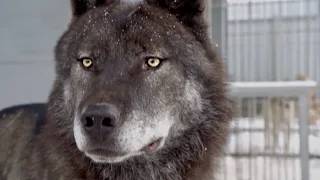 Впервые на Ямале канадский волк Акела, крупный волк, большой волк, человек и волк