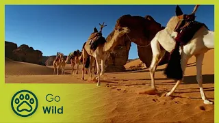 Sahara - The English Patient's Desert  - Go Wild