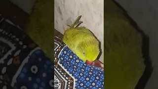 Parrot mithuu suspence