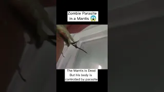 Zombie Parasite in a Mantis!! 😱 #shorts