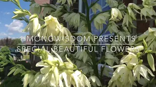 HmongWisdom : Beautiful Home Grown Flowers ( Hmong / Hmoob )