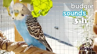 Budgie Sounds 3 hours Help Lonely Budgies To Chirp