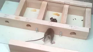 How small a hole can a mouse get through?  Experiments.