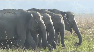 Corbett Elephants and a grassland tiger. Great sightings on the afternoon drive.