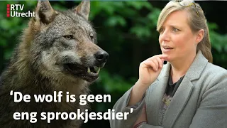 Kijk, een wolf! Steeds meer wolvenmeldingen in onze provincie | RTV Utrecht