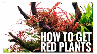 HOW TO GET RED PLANTS