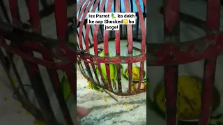 Aisa Parrot 🦜 Nahi dekha hoga! #shorts #youtubeshorts #trending #viral #parrot