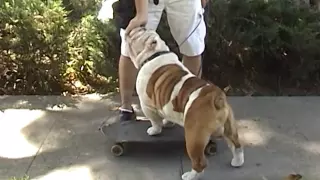 How to train your dog to skateboard PART 2