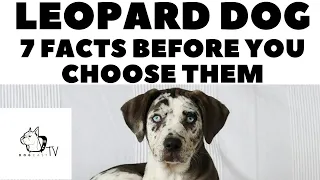 Before you buy a dog - LEOPARD DOG - 7 facts to consider! DogCastTV