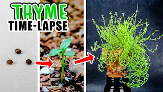 Growing Thyme Plant From Seed (88 Days Time Lapse)