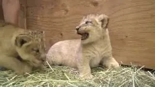 3-week-old lion cubs get feisty