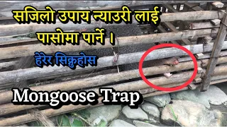 Mongoose Trap Using Bamboo / Home Made/पासोमा न्याउरी पार्ने सजिलो तरीका